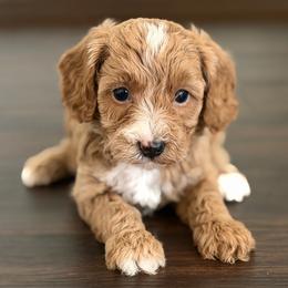 Hope - Red  female Goldendoodle puppy in Newnan, Georgia from Wagging Tailz Pups