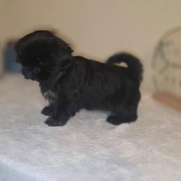 Luna - Black female Shih Tzu puppy in Kings Mountain, North Carolina from Britany's Shih Tzus
