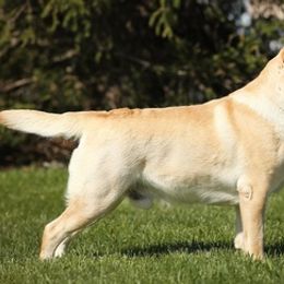 Cavalier King Charles Spaniels and Labrador Retrievers from Borador Kennels