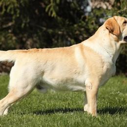 Cavalier King Charles Spaniels and Labrador Retrievers from Borador Kennels