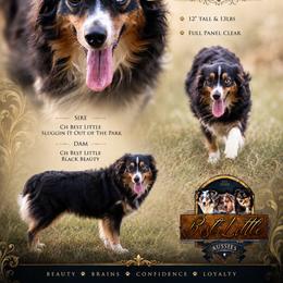 Beamer - Toy Australian Shepherd