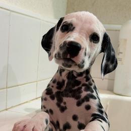 Male 5 - White and black male Dalmatian puppy in Lake Mathews, California from Bully Market