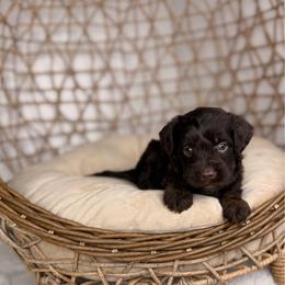 Colby - Red tri-color male Aussiedoodle puppy in Sweetwater, Florida from Sandy Snout Doodles
