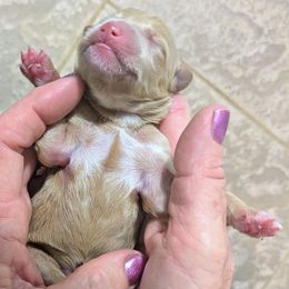 Boy 3 - Apricot male Goldendoodle puppy in Street, Maryland from Rocks & Roses Doodles