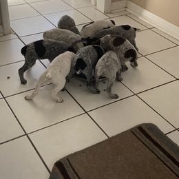 German Shorthaired Pointer Puppies from Salt City GSPs