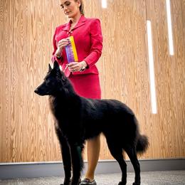 Rice - Belgian Sheepdog