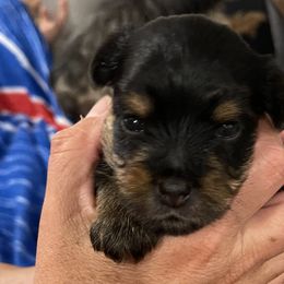 Yorkshire Terriers from Royal Riff Yorkies