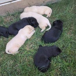 Labrador Retriever Puppies from Huebbe's Labradors