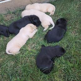 Labrador Retriever Puppies from Huebbe's Labradors