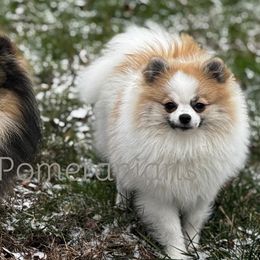 Pomeranians from Sunshines Pomeranians