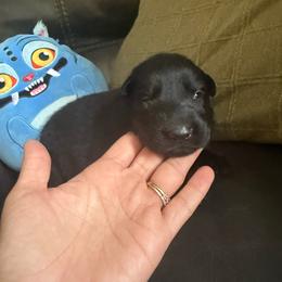 Female 3 - Black female German Shepherd puppy in Denver, Colorado from Morales Kennels