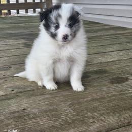 Marshmallow - Blue merle and white male Shetland Sheepdog puppy in Greenfield, Ohio from Kayla's Shelties