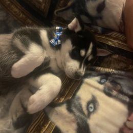 Husky Puppy - Black and white male Siberian Husky puppy in Benton, Tennessee from Heddens Husky Hideaway