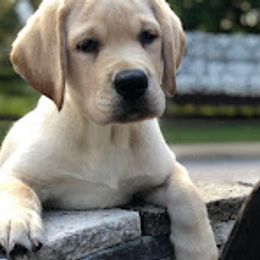 Labrador Retriever Puppies from Penny Lane Labradors