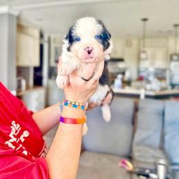 Lovebug - Black tri-color female Australian Shepherd puppy in Williston, Florida from Over The Rainbow Aussies