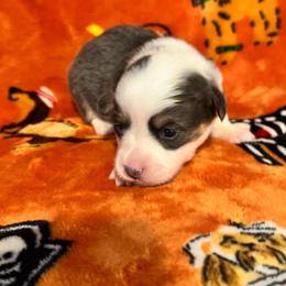 Blue miss mark with full tail - Blue female Pembroke Welsh Corgi puppy in Clarksville, Tennessee from Cooler Farms Corgis