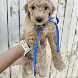 Goldendoodle Puppies from Arizona Darling Doodles