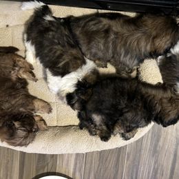 Shih Tzu Puppies from Alki Stars Shih Tzu