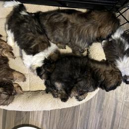 Shih Tzu Puppies from Alki Stars Shih Tzu