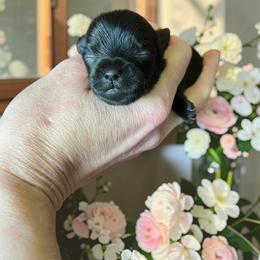 Russian Salon Dog and Yorkshire Terrier Puppies from Yorkies Kisses
