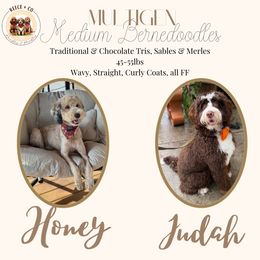 Bernedoodle puppies from Reece + Co Doodles & Poodles