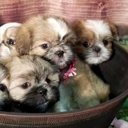 Shih Tzus from Hjo’s Shih Tzus & Pupdates