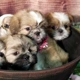 Shih Tzus from Hjo’s Shih Tzus & Pupdates
