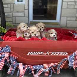 Cocker Spaniel Puppies from Thomas’ Cocker Spaniel Co.