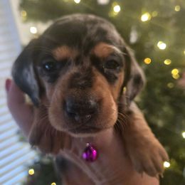 Celeste - Dapple female Dachshund puppy in Berry, Alabama from Whisper Gray