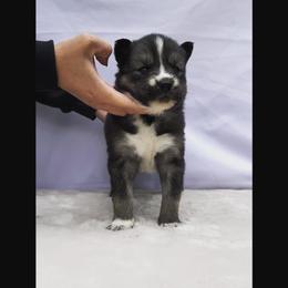 Siberian Husky Puppies from First Frost Kennels