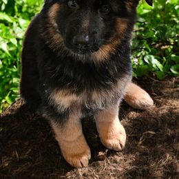 Purple - Black and red female German Shepherd puppy in Newaygo, Michigan from Sterley Shepherds