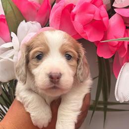 Ivy 4800 - Cream female Dachshund puppy in Mayville, Michigan from Teenie Little Hearts