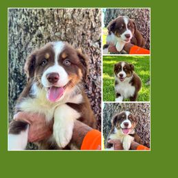 Australian Shepherd Puppies from Haven Farms Australian Shepherds