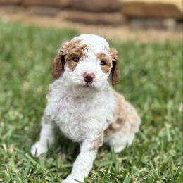 Boy 1 - Parti male Poodle puppy in Wharton, Texas from In the Red Poodles