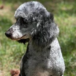 Chloe - Merle female Goldendoodle puppy in Monument, Colorado from Colorado Dreamin Doodles