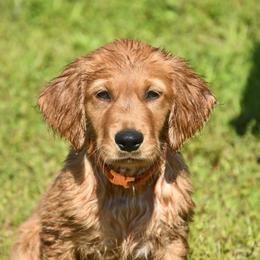 Orange Male - Dark golden male Golden Retriever puppy in Milan, Tennessee from Ivy League Golden Retrievers
