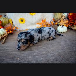 Dapple Girl - Dapple female Dachshund puppy in Choctaw, Oklahoma from TS Performance Horses & Dachshunds