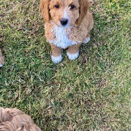 Boy 1 - Chandler - Goldendoodle puppy from Little Retrievers