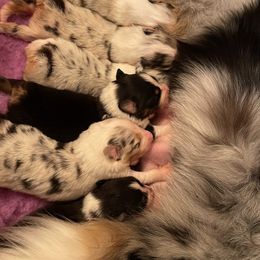 "Hungry little hippos" Australian Shepherd Puppies from Mezzo Australian Shepherds