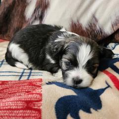 Australian Shepherd, Miniature Australian Shepherd, Shichon, and Yorkshire Terrier Puppies from Robertson's Dream Ranch Aussies & Teddy's
