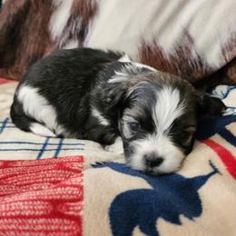 Australian Shepherd, Miniature Australian Shepherd, Shichon, and Yorkshire Terrier Puppies from Robertson's Dream Ranch Aussies & Teddy's