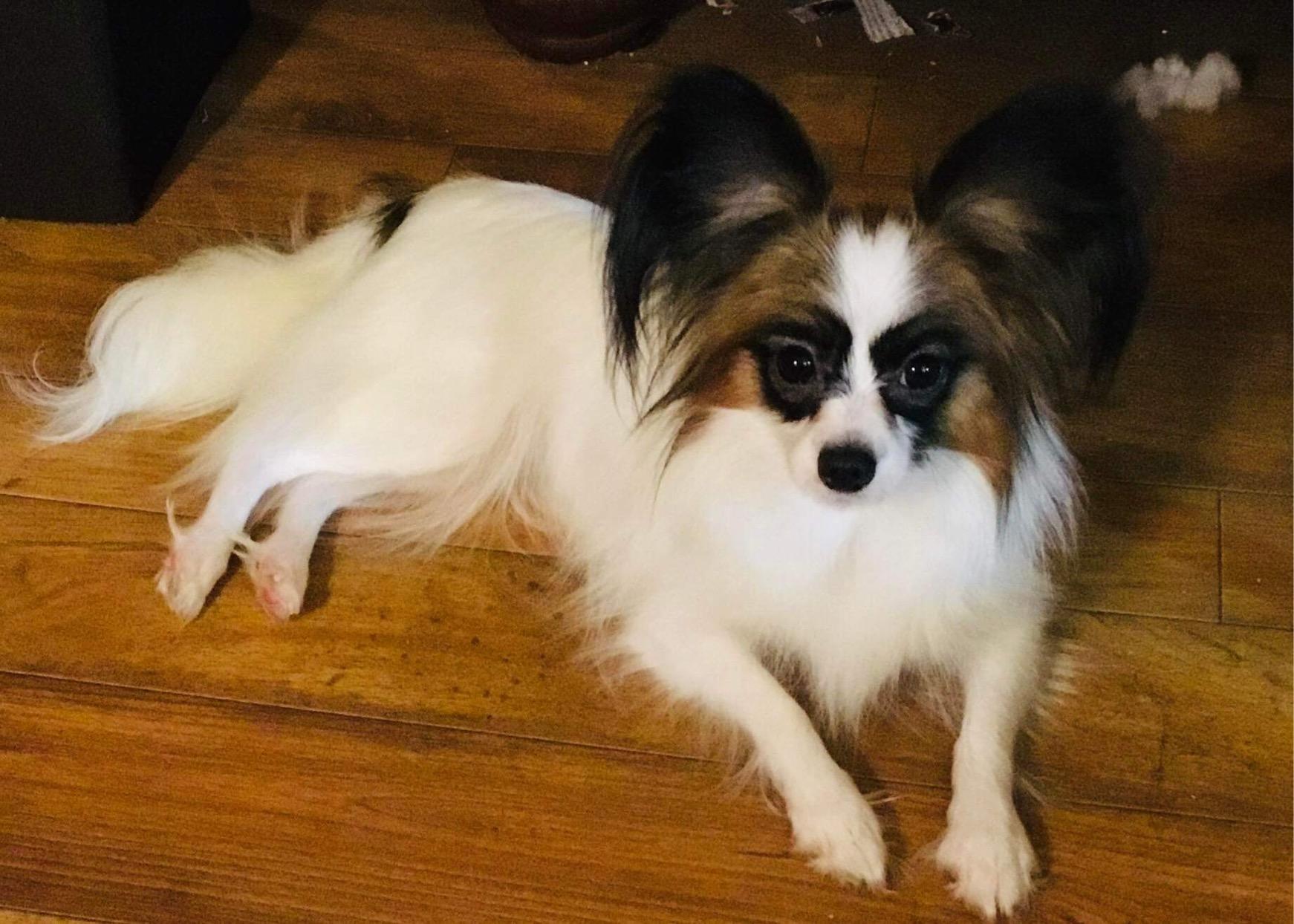 club-papillon様　8月 329 Cheerio Tiny Papillons in New York | Papillon puppies | Good Dog