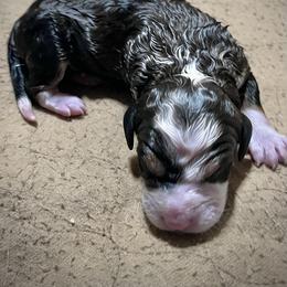 Boy 1 - Sable male Bernedoodle puppy in Kansas City, Missouri from Beary GoldenDoodles