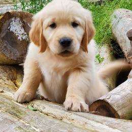 Golden Retriever Puppies from The Golden Court