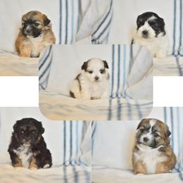 Shichon puppies from PTK Ranch