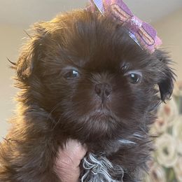 Shih Tzu Puppies from Gems Shih Tzu