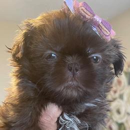 Shih Tzu Puppies from Gems Shih Tzu