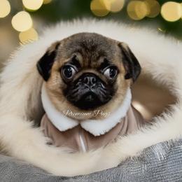 Alice (Apricot) - Fawn female Pug puppy in Shady Hills, Florida from Premium Pugs