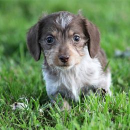Dachshund Puppies from Tygart Creek Dachshunds