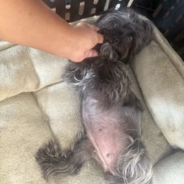 Yorkshire Terrier puppies from Luxe Yorkies of Central Valley